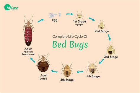 can bed bugs live in books can bed bugs be carriers of blood-borne pathogens