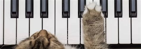 Do Cats Like Piano Music: A Cat's Perspective on Melodic Melodies